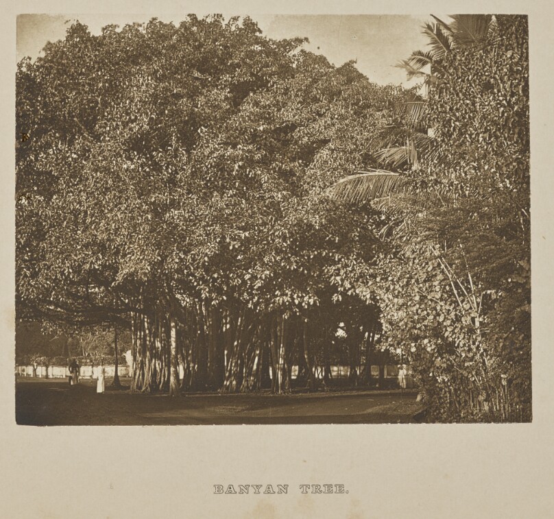 Banyan Tree