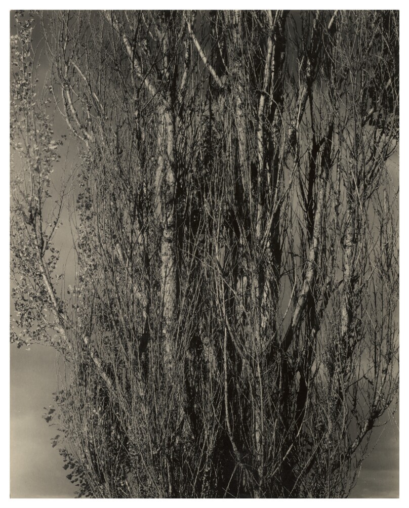 Dying Poplar and Live Branch - Lake George
