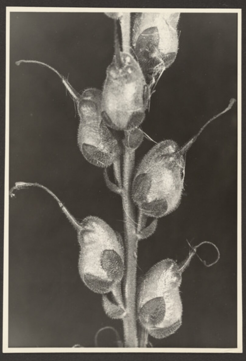 Antirrhinum majus, Lowenmaul, Samenstand