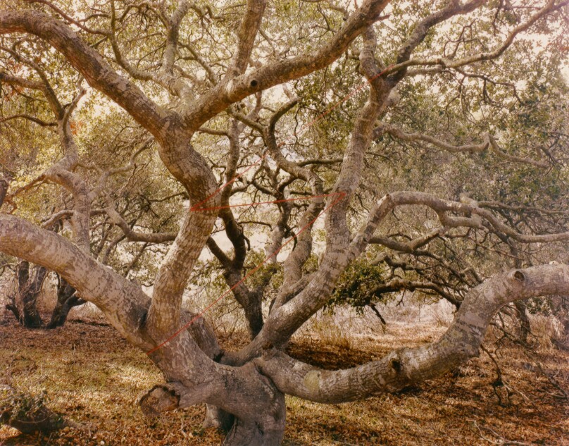 Live Oak Lightning, Lompoc, California