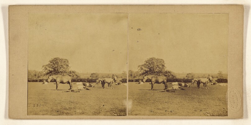 [Donkeys in open field]
