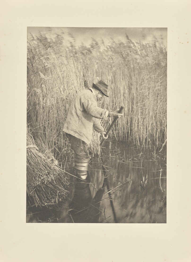 A Reed-Cutter at Work