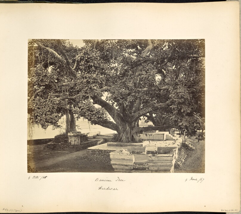Large Banian Tree at Hurdwar