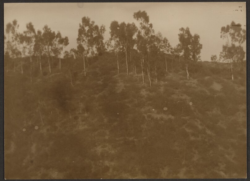 [Landscape of Hill with Trees]
