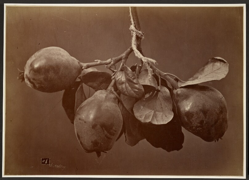 [Pomegranates]