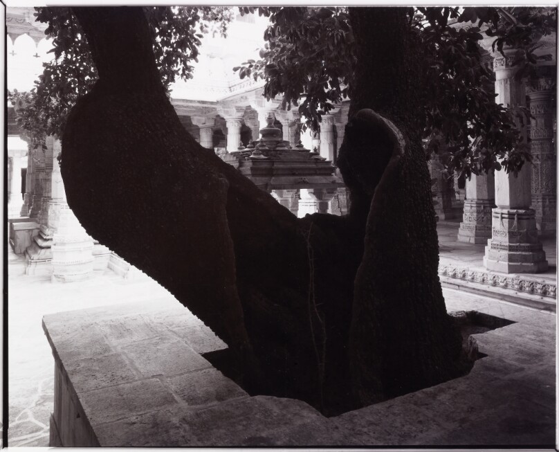 Tree, Jain Temple, India