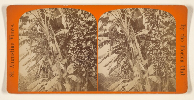 Banana Trees.