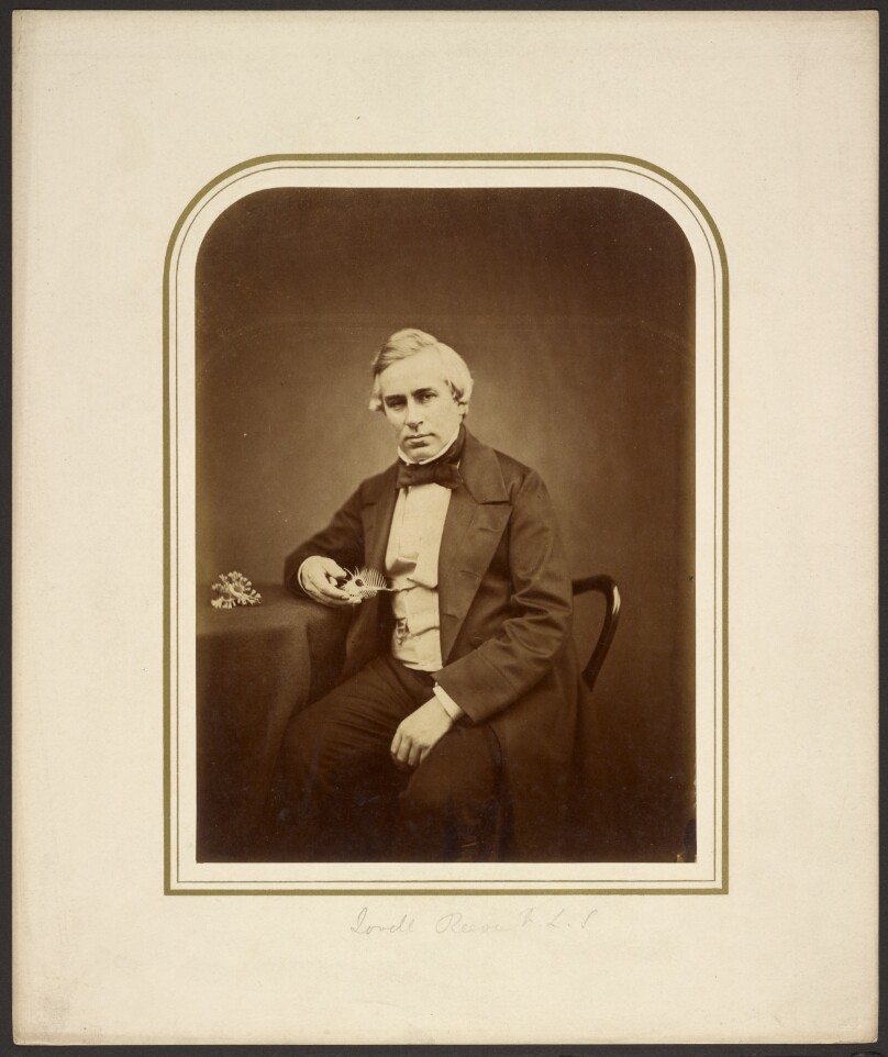 [Lovell Reeve, F.L.S.]