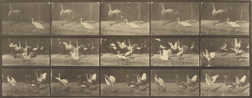 Animal Locomotion