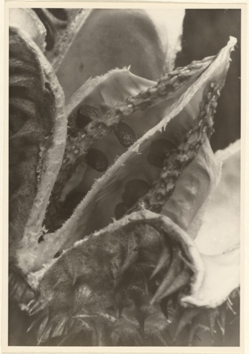 Datura strammonium, Stechapfel, geoffnete Samenkapsel