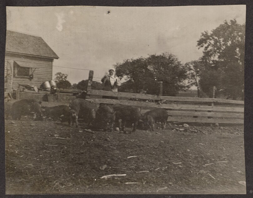 [Woman standing outside a pigpen]