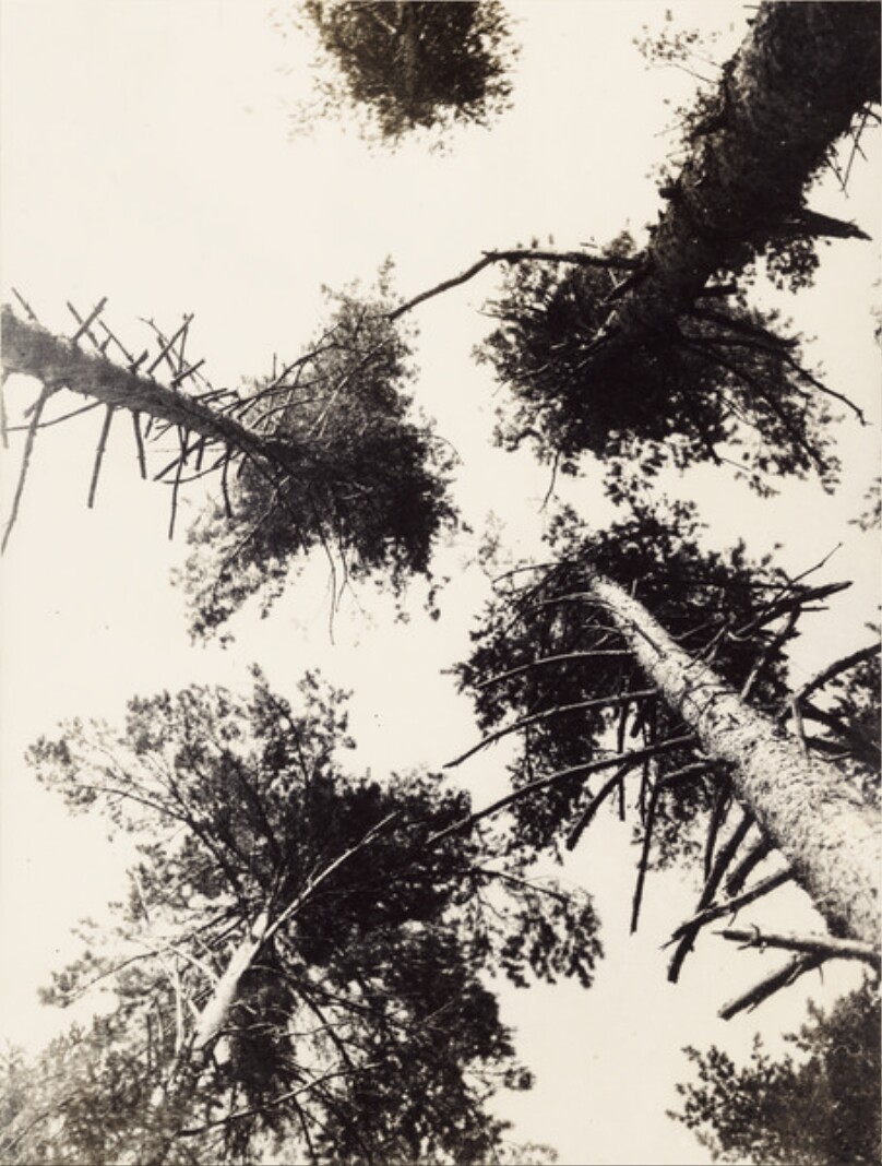 [Forest at Pushkino, Pines (Wald von Puschkino, Kiefern)]