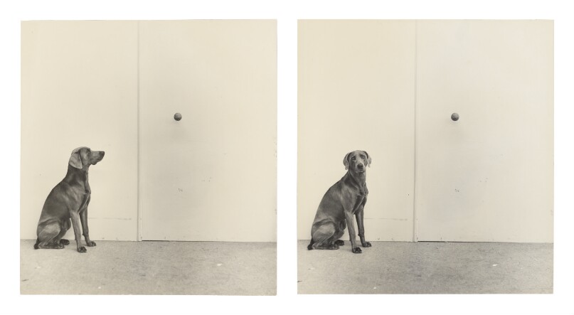 Dog and Ball