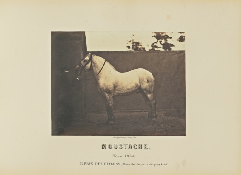 Moustache