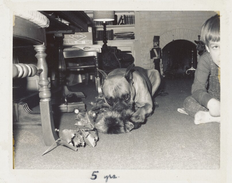[Dog chewing toy next to boy]