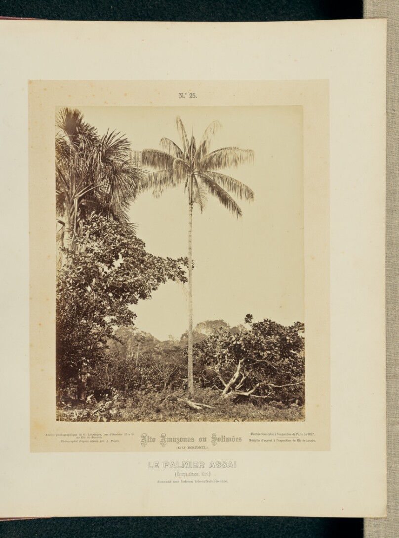 Le Palmier Assai