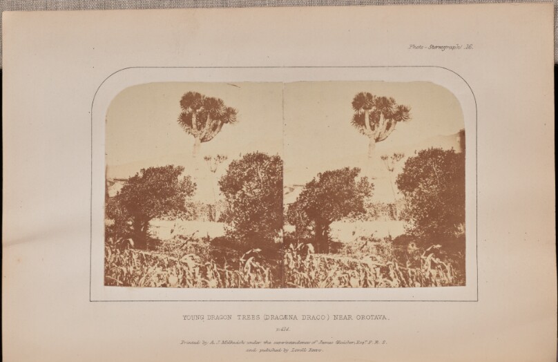 Young dragon trees (Dracæna draco) near Orotava