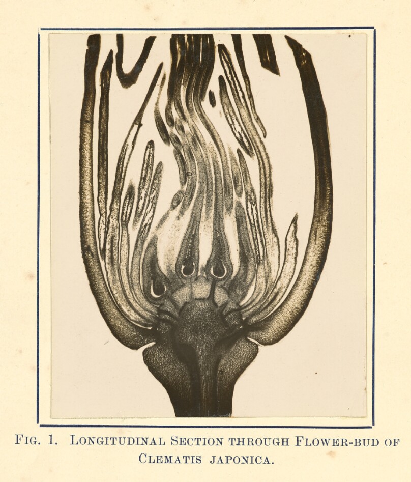 [View of Clematis Japonica - Longitudinal Section]