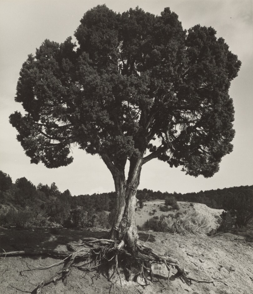 Juniper Tree, Southwestern Utah