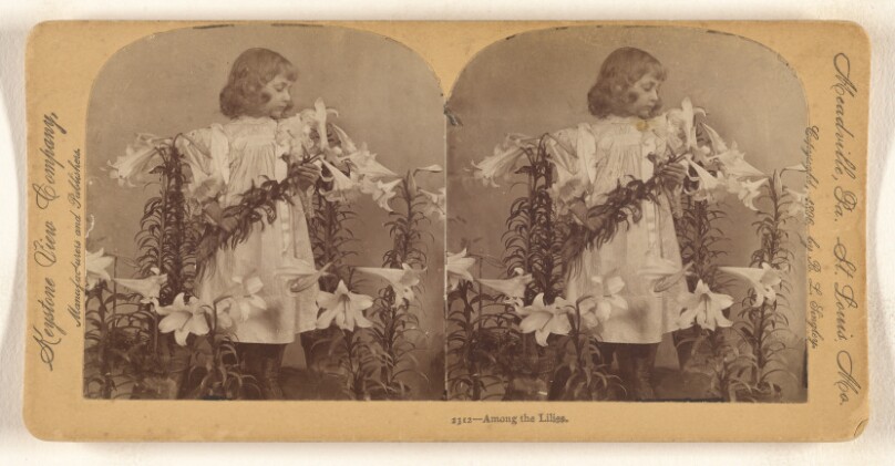Among the Lilies.