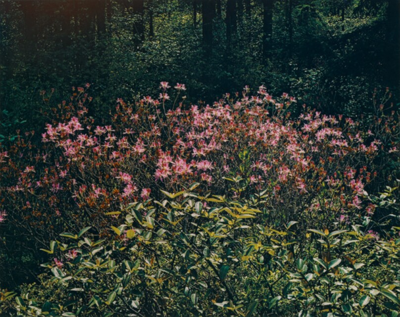 Rhodora canadense, White Mountain National Forest, New Hampshire