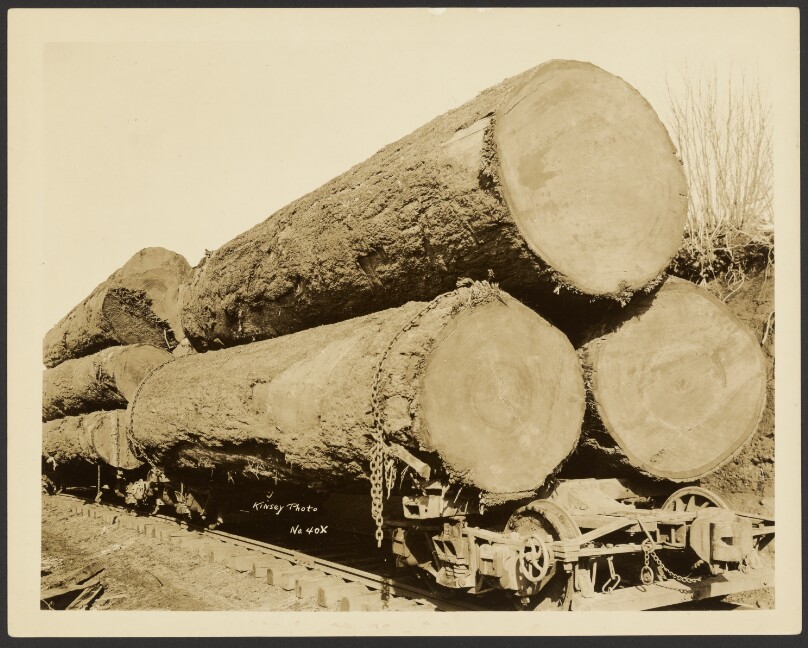 [ Logging/ Timber Scene]