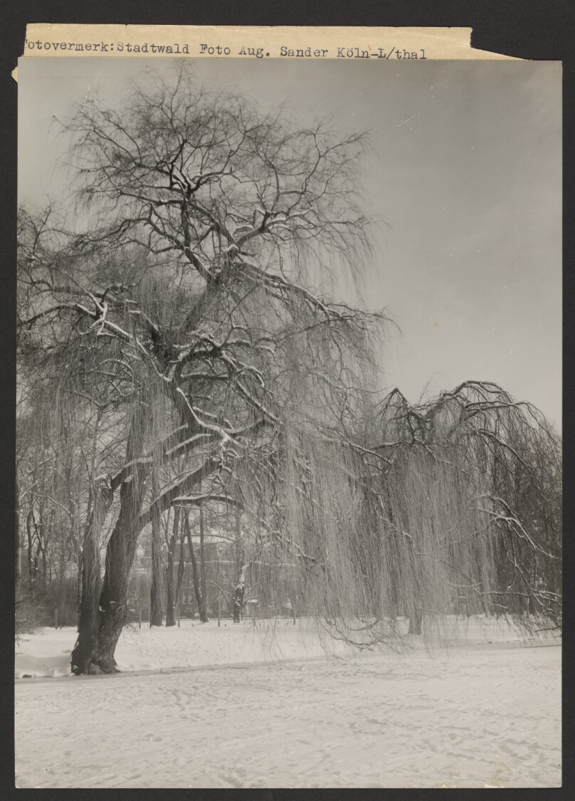 City forest (Stadtwald)