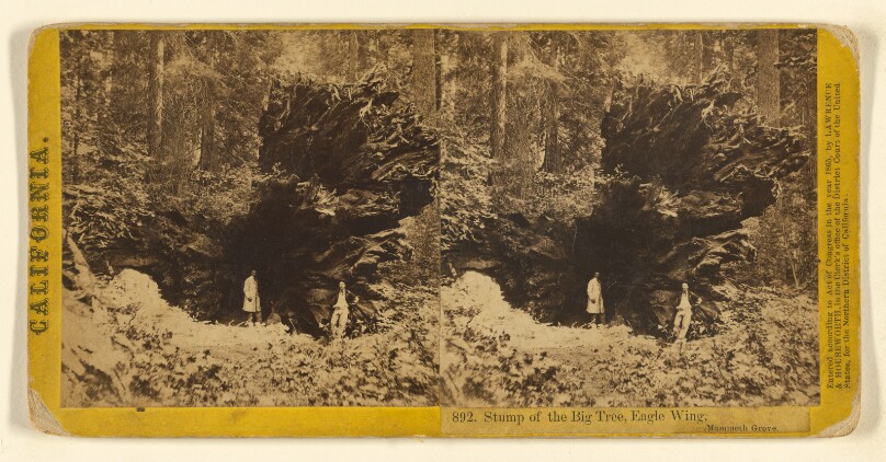 Stump of the Big Tree, Eagle Wing, Mammoth Grove.