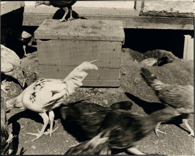 Untitled (Chicken Series)