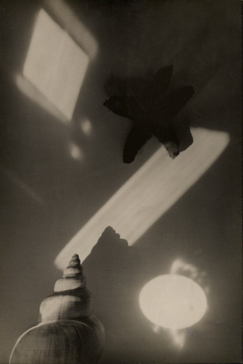 [Still Life with Starfish and Conch Shell (Zátisí s hvezdicí)]