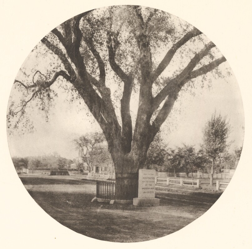 The Washington Elm