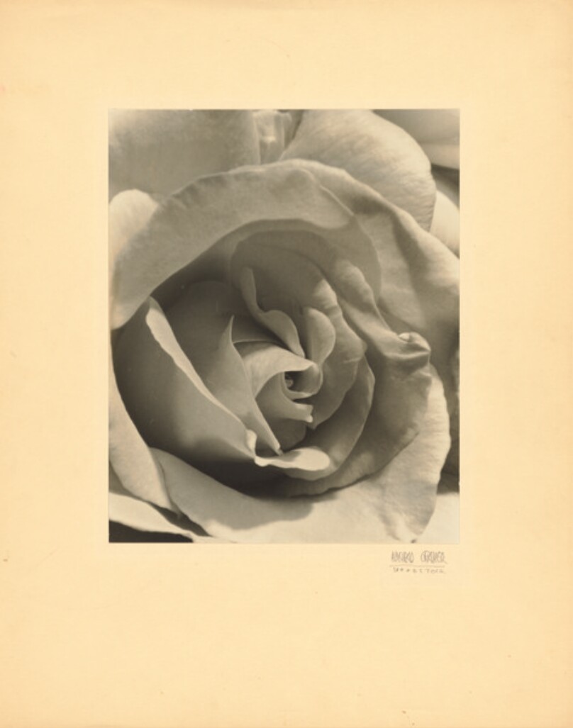 Hearts of the Flowers, No.1