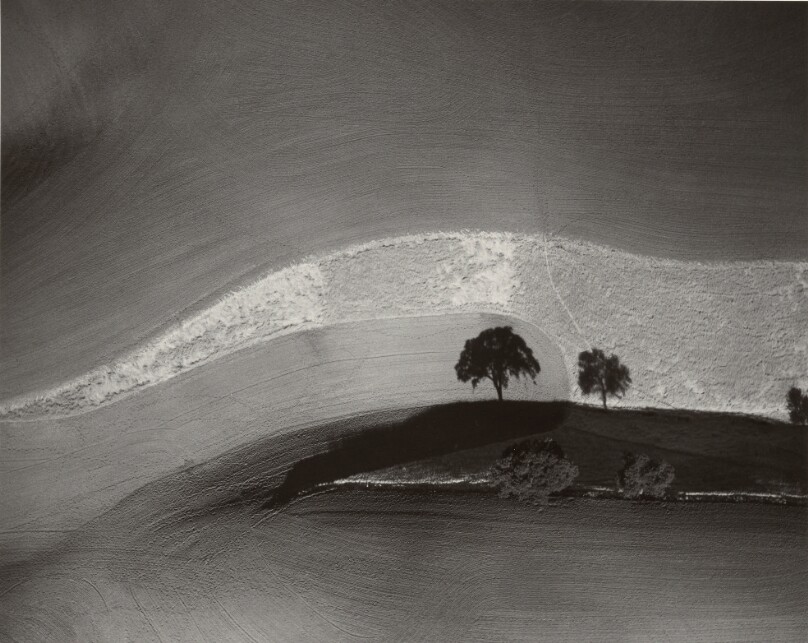 [Two Trees on Hill with Shadows, Paso Robles, California]