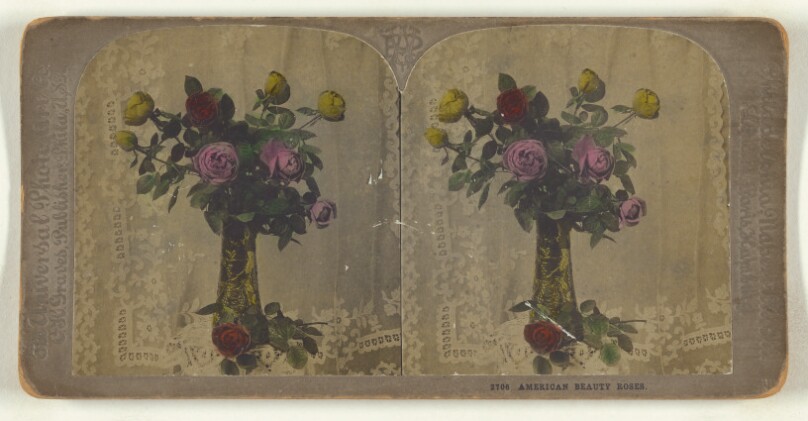 American Beauty Roses.
