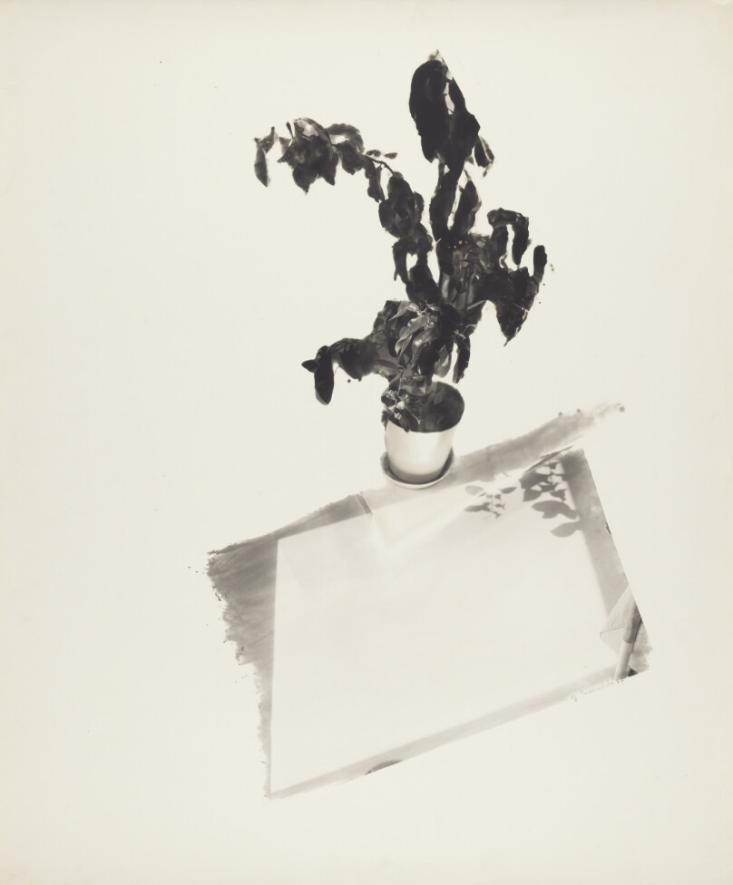 Potted Plant at Sam's
