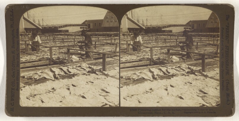 Preparing codfish for the market, - spreading it out to dry, Gloucester, Mass., U.S.A.