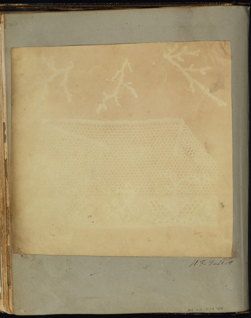 A Fragment of Lace with Three Sprigs of Moss.