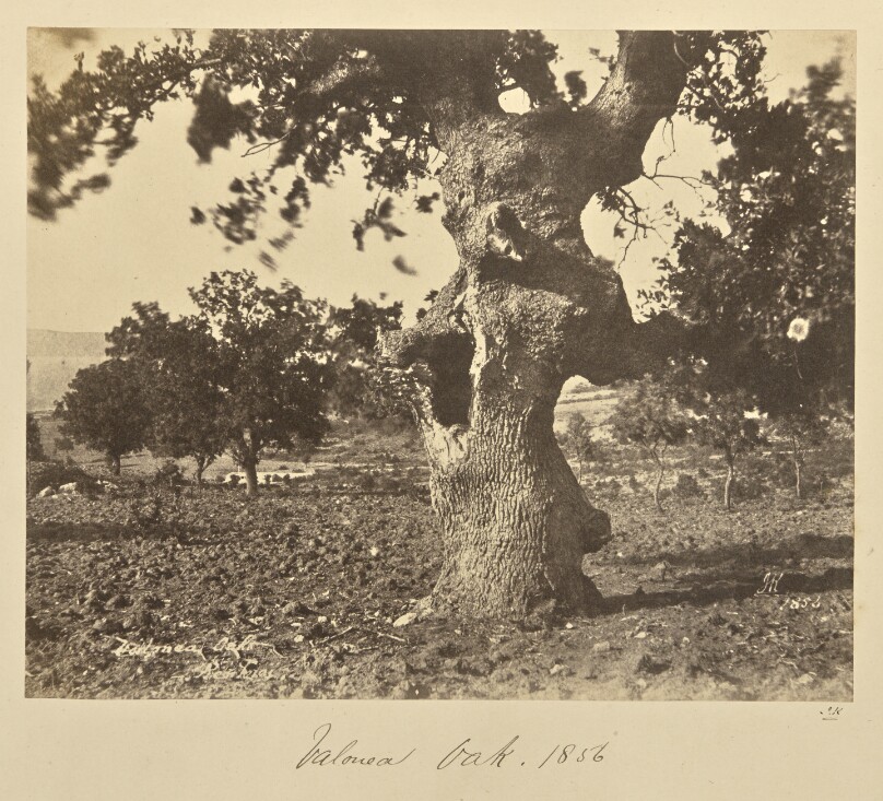 Valonea Oak, Renkioi