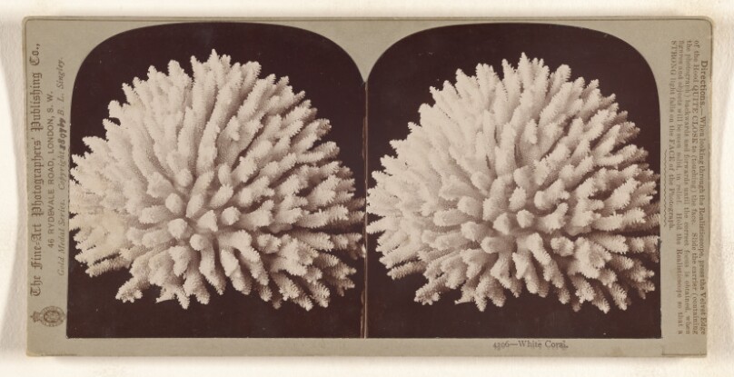 White Coral.