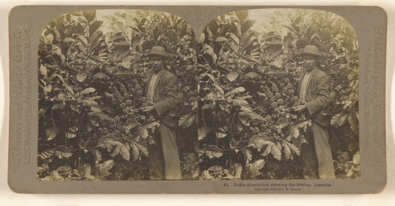 Coffee plantation showing the berries, Jamaica.