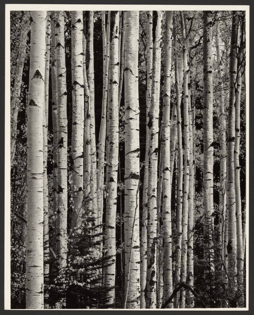 Aspen Trees