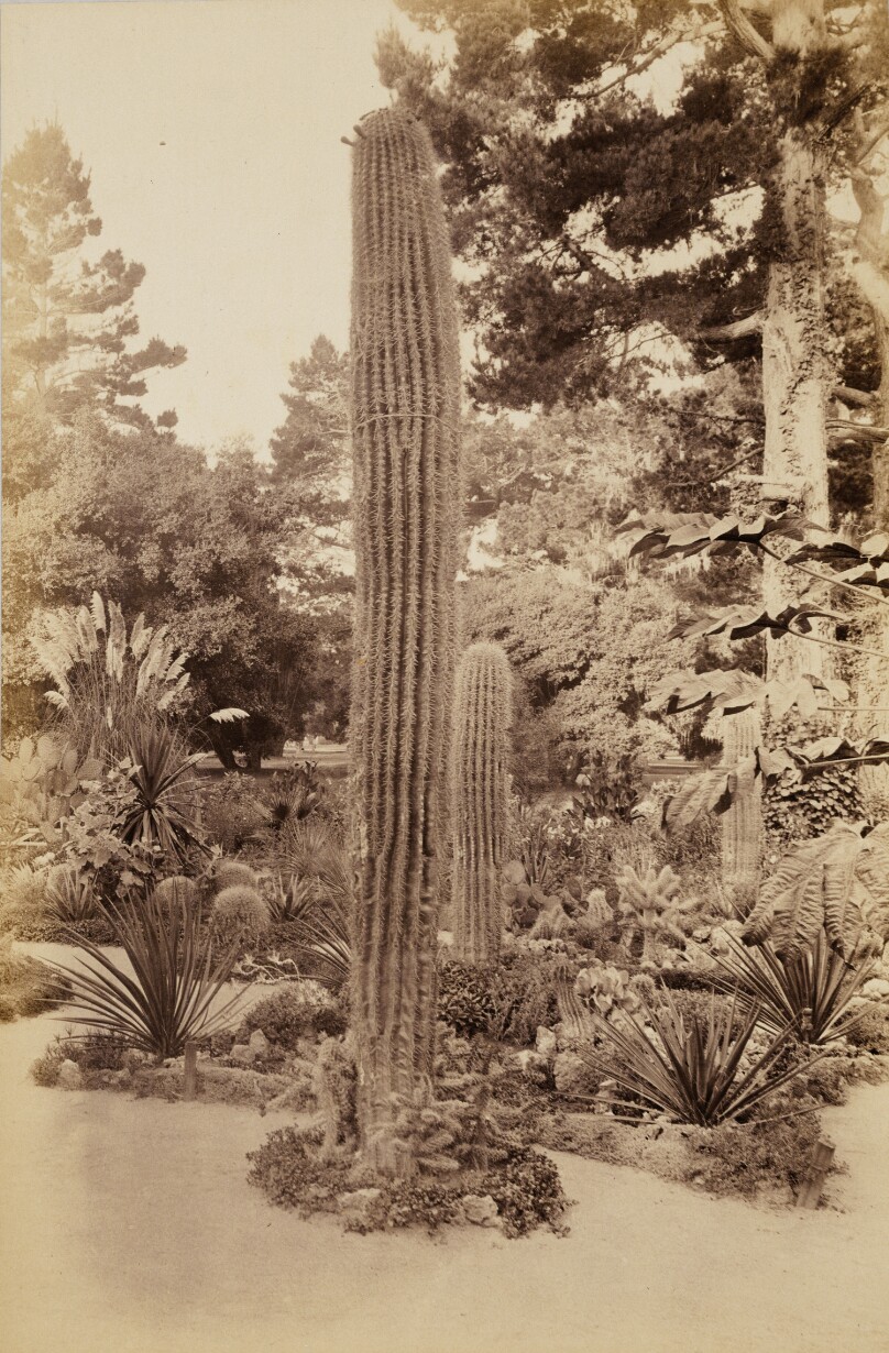[Arizona Garden, Hotel del Monte, Monterey]