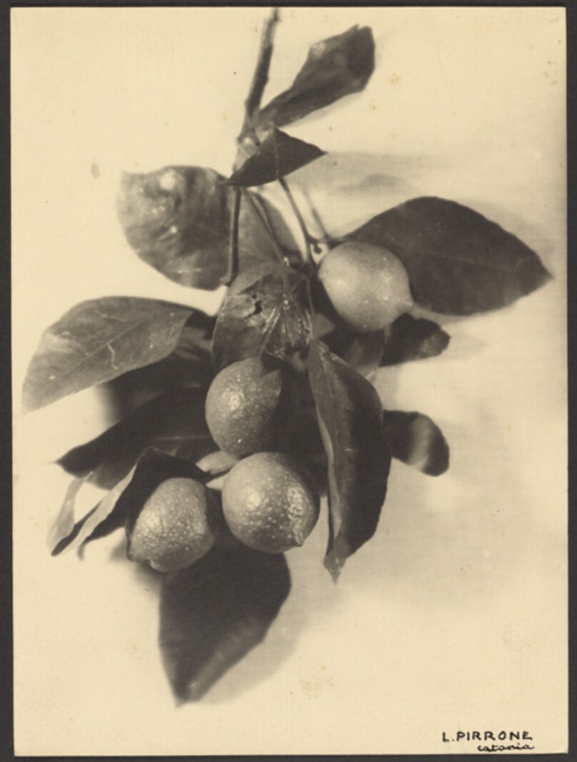 [Lemons]