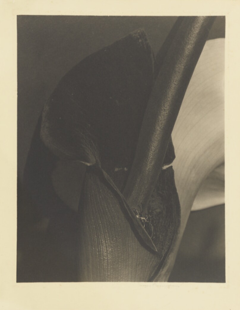Calla Lily (Black and White Lily)