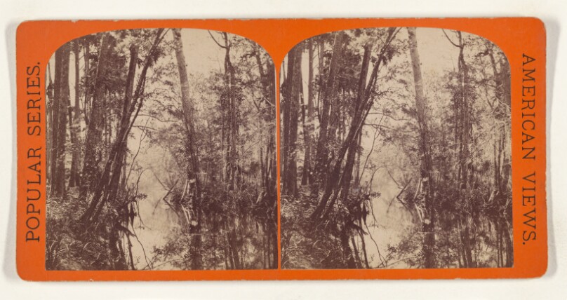 The Narrow Pass above Eureka Landing. [on the Ocklawaha River, Florida]