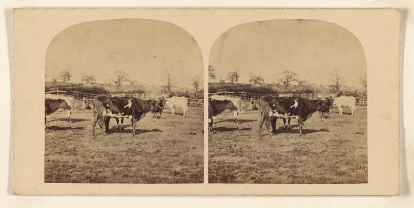 [Cows in barnyard]