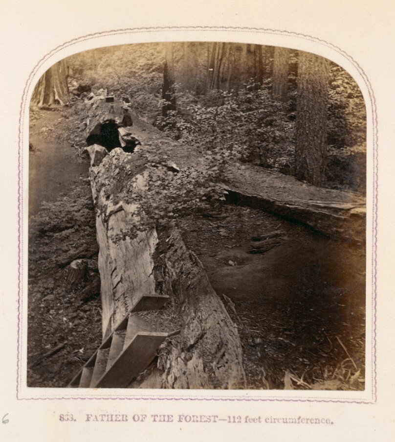 Father of the Forest