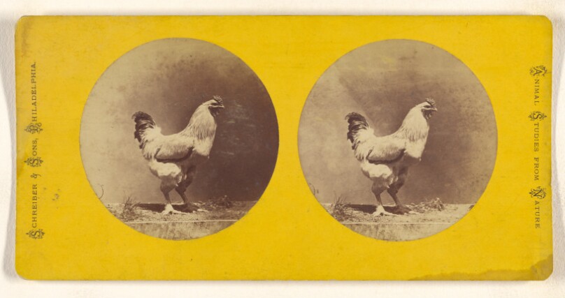 [Chicken]