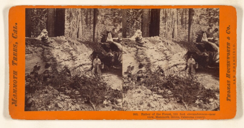 Father of the Forest, 112 feet circumference - near view, Mammoth Grove, Calaveras County.