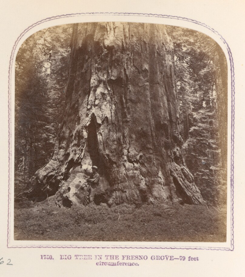 Big Trees in the Fresno Grove